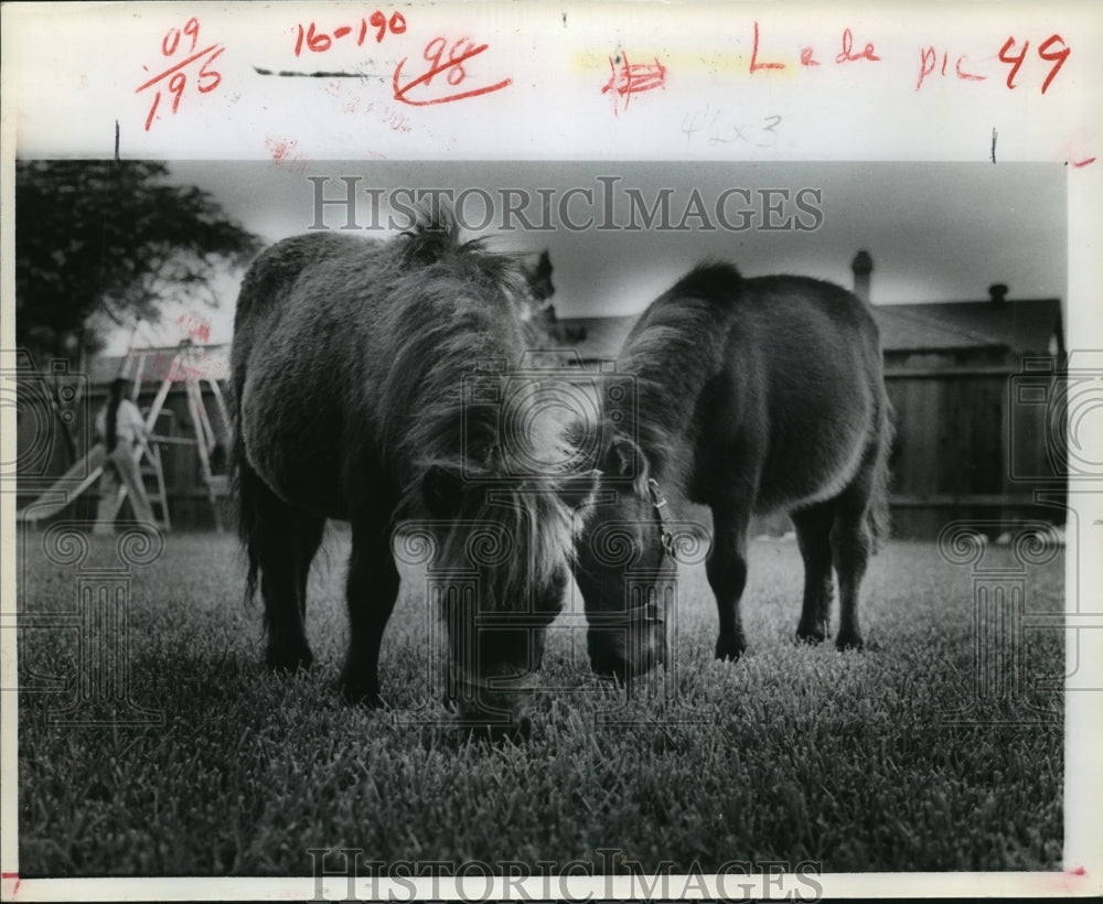 1978 Two miniature horses graze in Bill Burch's backyard - Historic Images