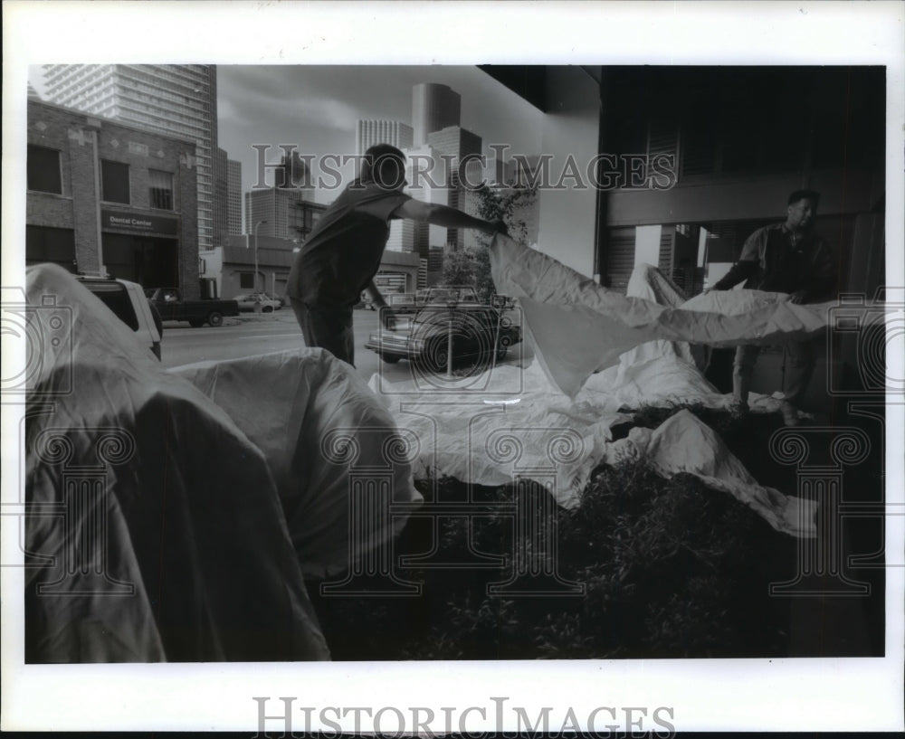 1992 Press Photo Jay Melton &amp; Terry Marks cover plants against cold in Houston - Historic Images