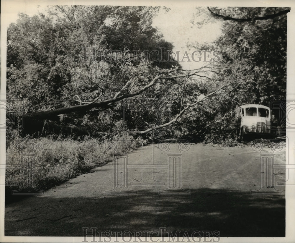 1955 Press Photo Large tree fallen across Houston road and vacant lot - Historic Images