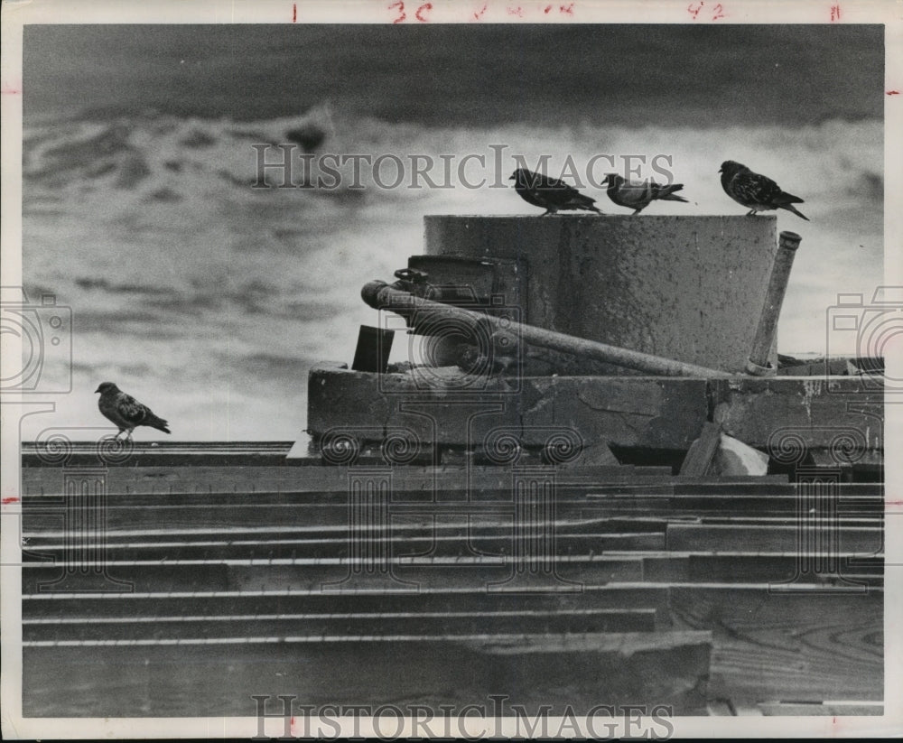 1963 Press Photo Hurricane Cindy-Birds huddle on pilings in Galveston, Texas - Historic Images