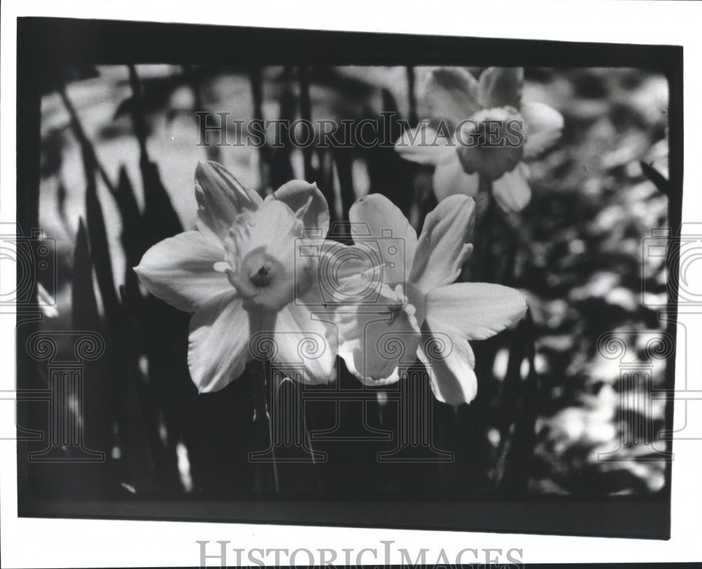 1980 Press Photo Daffodils blooming - hca33678 - Historic Images