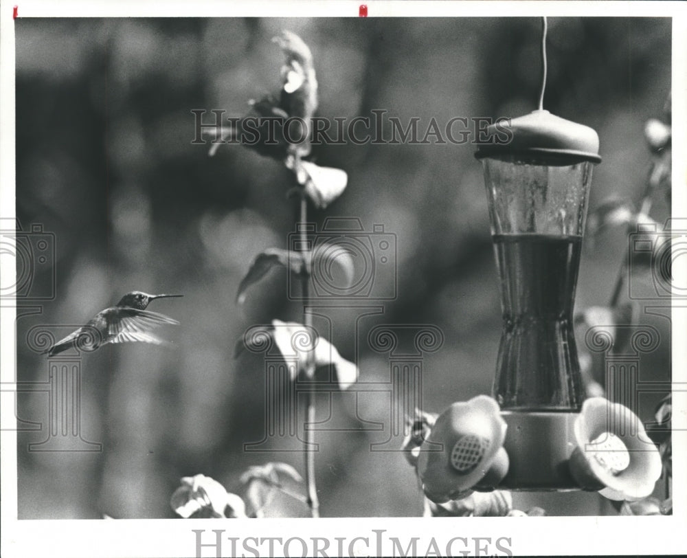 1981 Hummingbird approaches feeder next to shrimp plant - Historic Images