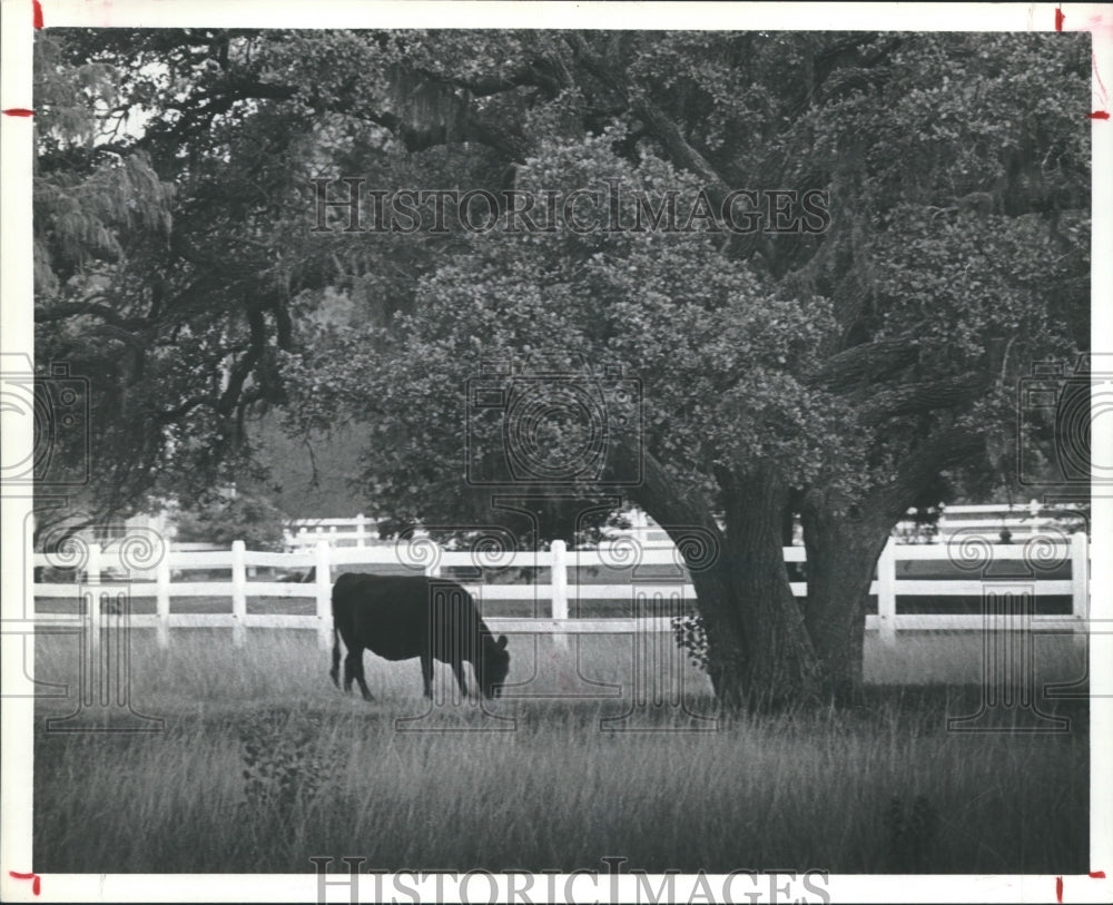 1983 Cow grazes under a tree in Hunters Creek, Texas - Historic Images