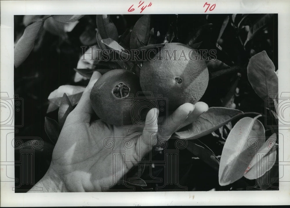 1975 Press Photo Mrs. Jamison squeezed Satsuma orange in Texas - hca35044 - Historic Images