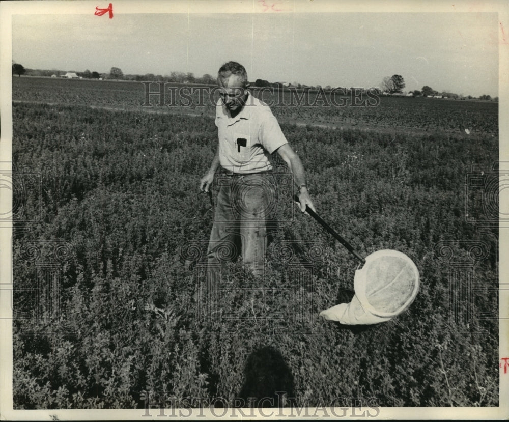 1971 Press Photo County agent in field catching and counting wasps - hca35664 - Historic Images