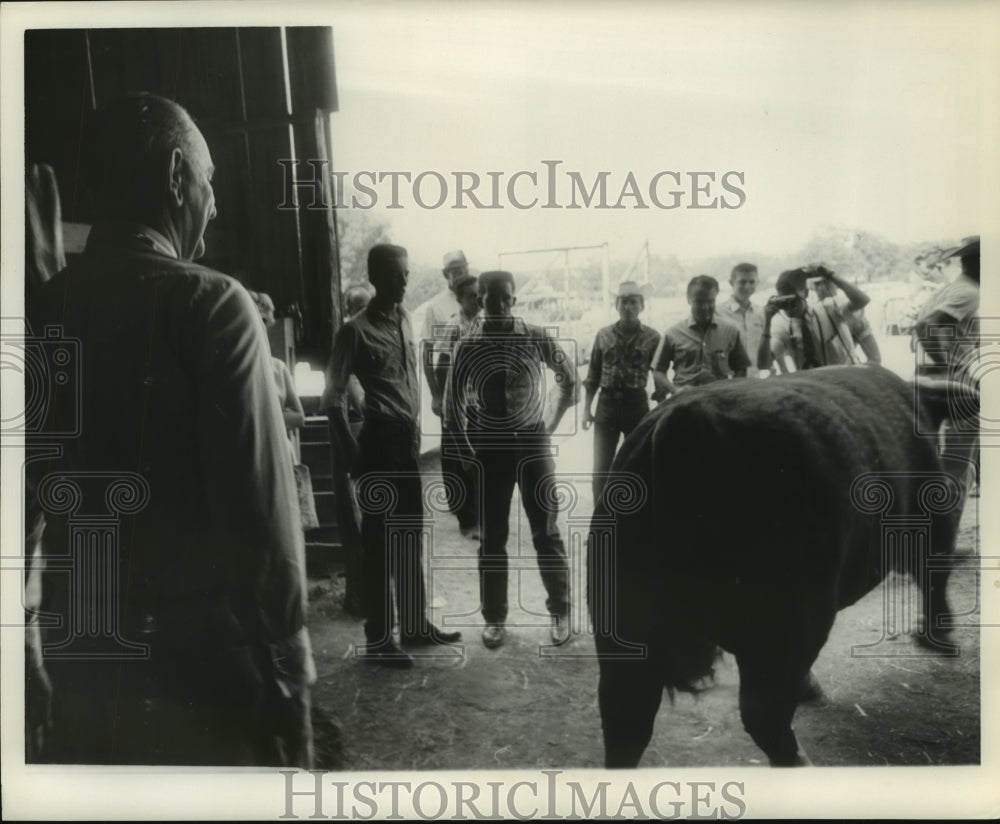 1963 Press Photo President Johnson and men with cow at LBJ ranch - hca38629 - Historic Images