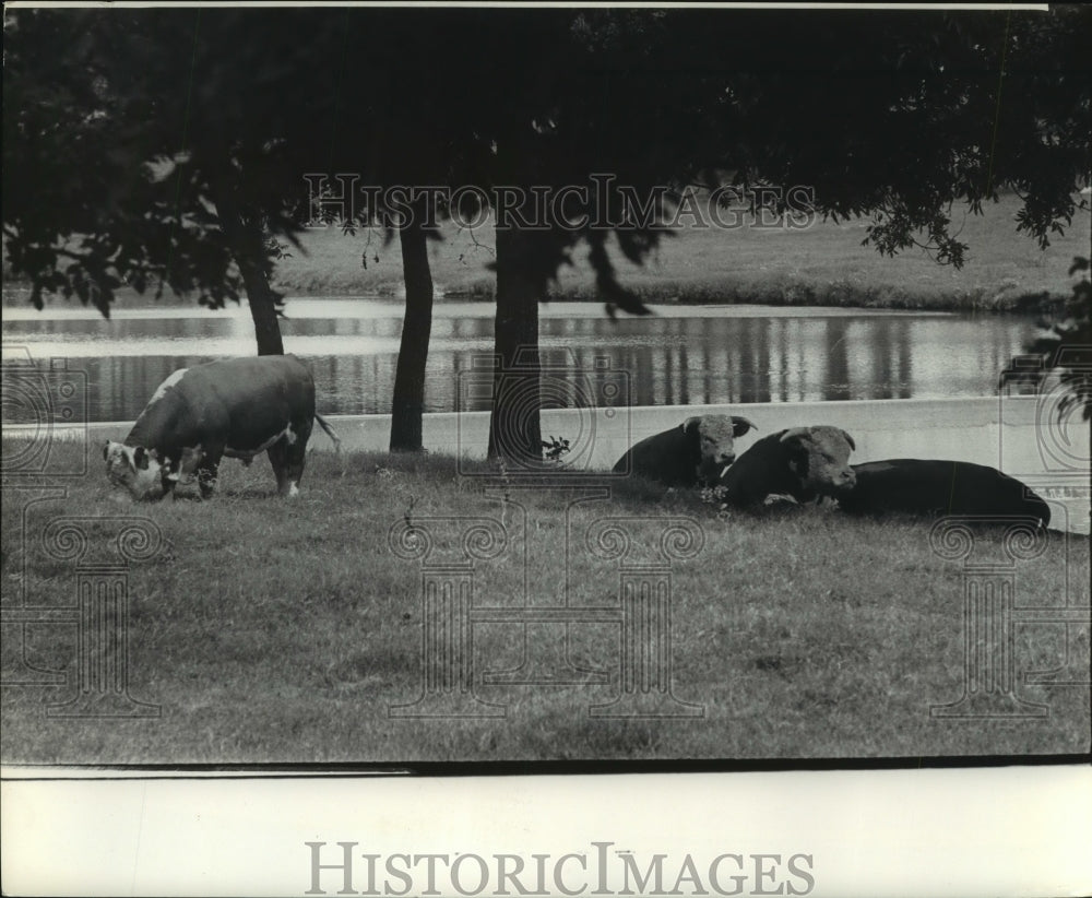 1966 Press Photo Cattle graze and lie near river at LBJ Ranch in Stonewall, TX-Historic Images