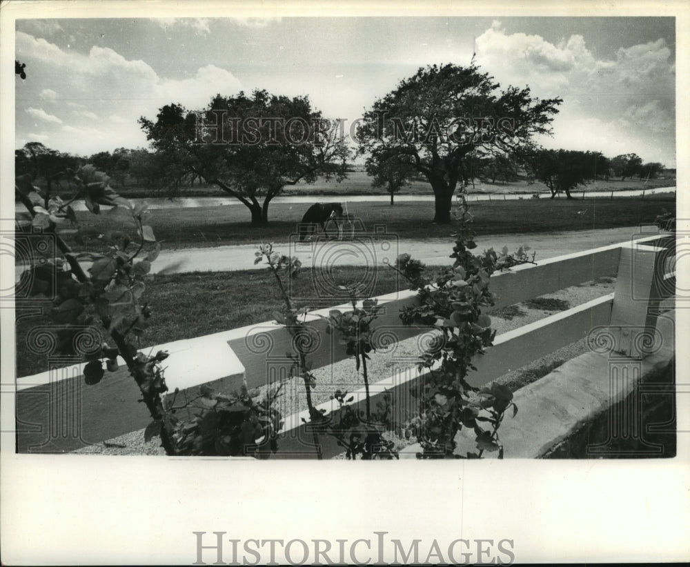 1962 Press Photo Looking over fence at grazing horse on LBJ Ranch in Texas - Historic Images