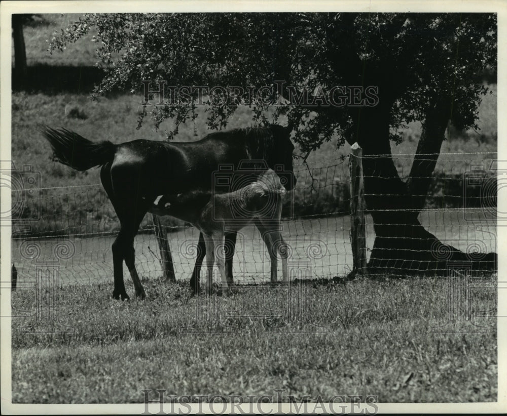 1962 Press Photo Horse with suckling colt near river at LBJ Ranch in Texas- Historic Images