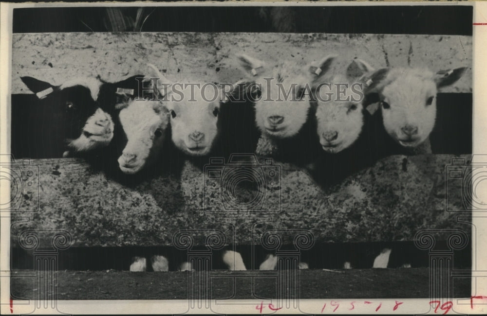 1972 Press Photo Sextuplet Finnish Landrace lambs in Beltsville, MD - hca39132-Historic Images