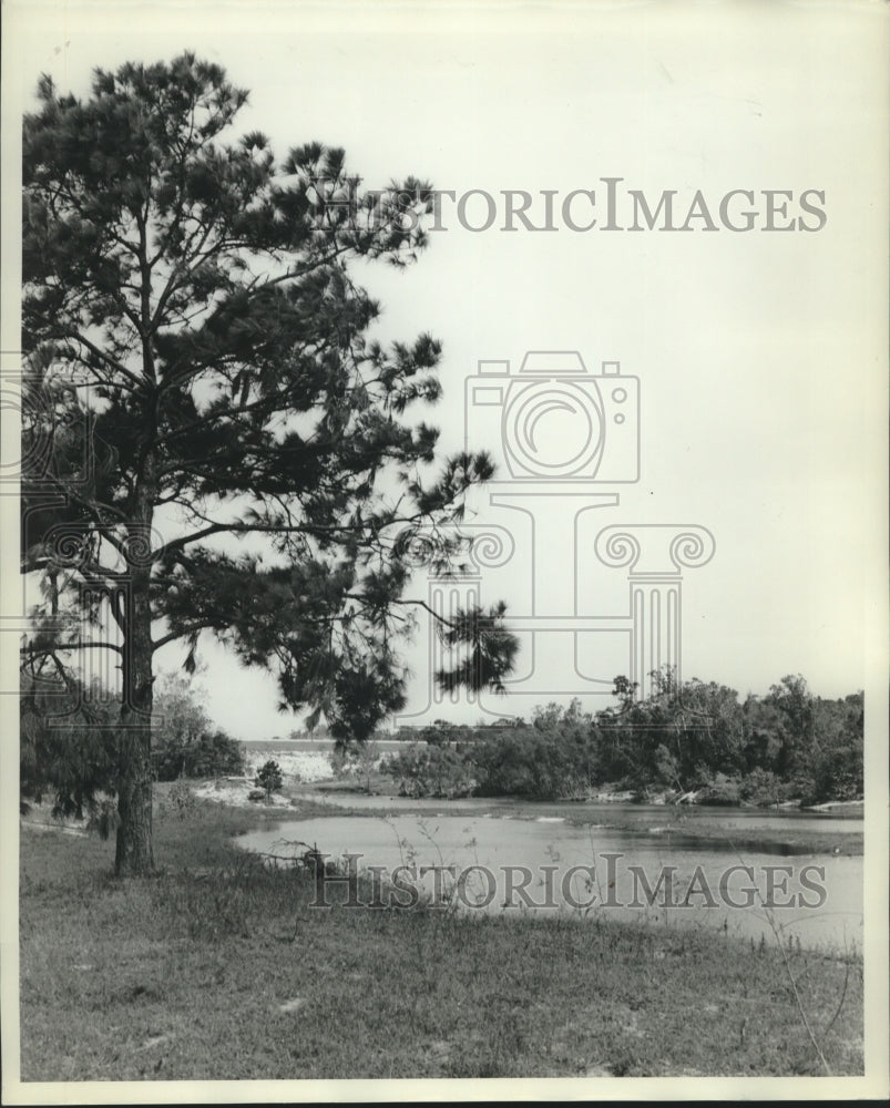 1961 Press Photo Pine tree by river bed at Lake Houston park - hca39774 - Historic Images