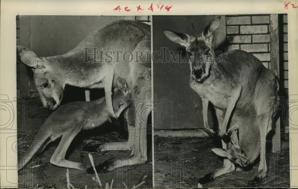 1961 Press Photo Mother and baby kangaroo at Como Park Zoo in St. Paul, Minn. - Historic Images