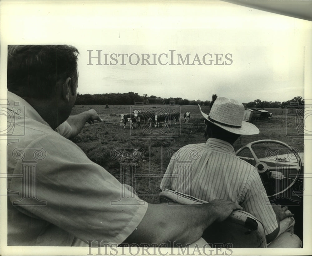 1972 Press Photo Man points out prize calf in Mill Creek in Texas - hca43811 - Historic Images