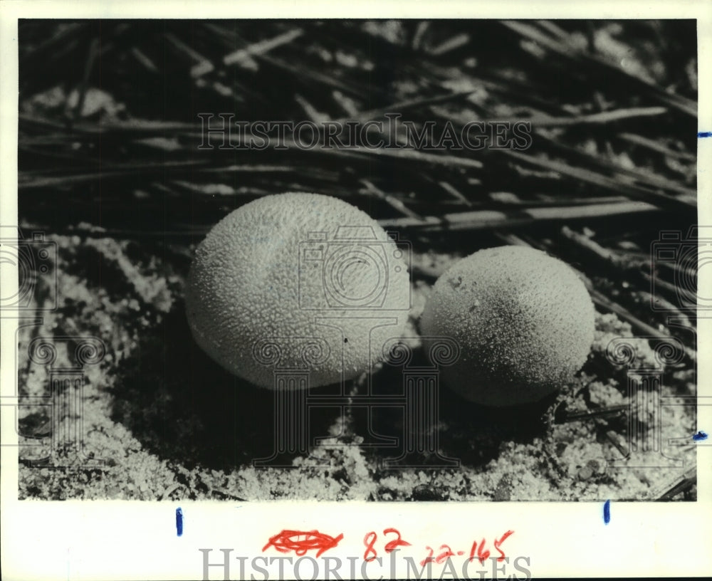 1980 Press Photo Blooming mushrooms, Texas - hca45544 - Historic Images