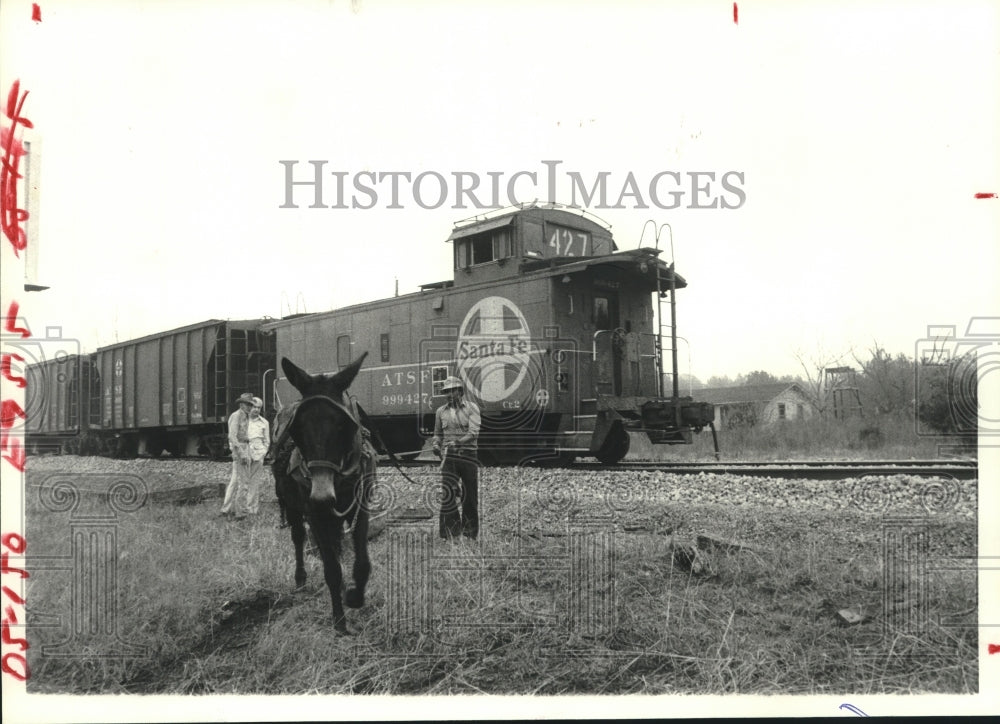 1980 Press Photo Gordon Yancy uses mule to move Santa Fe railroad ties in Texas - Historic Images