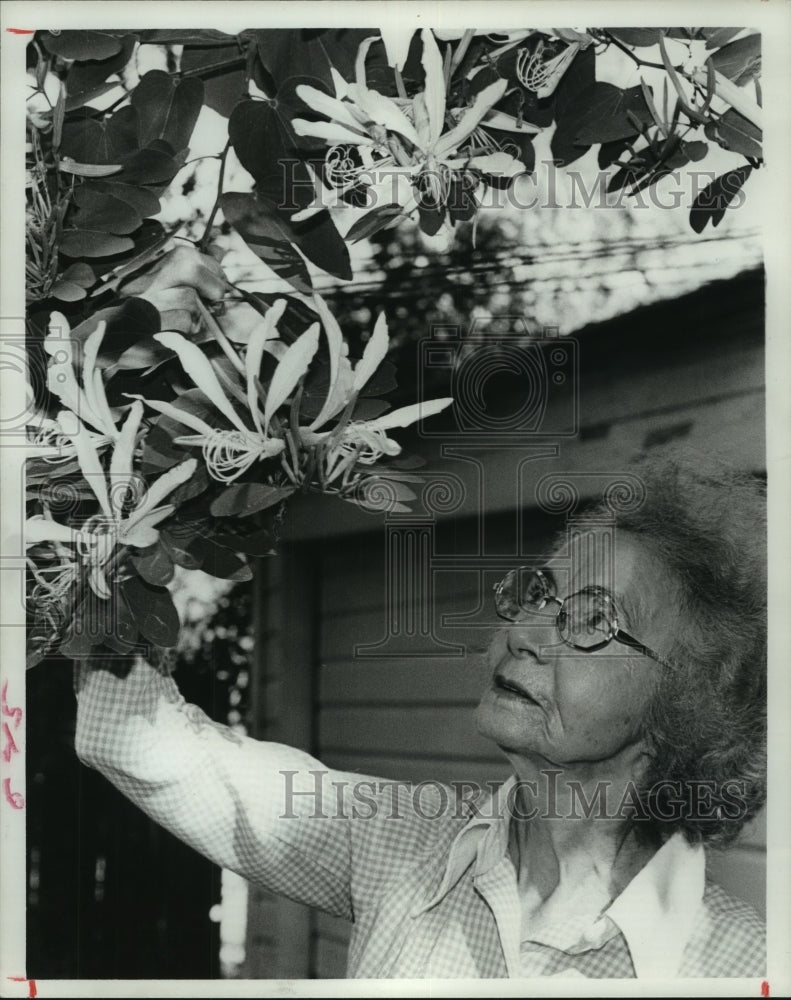 1977 Press Photo Orchid tree Bauhinia variegata - Mrs. Albert Brittain - Houston - Historic Images