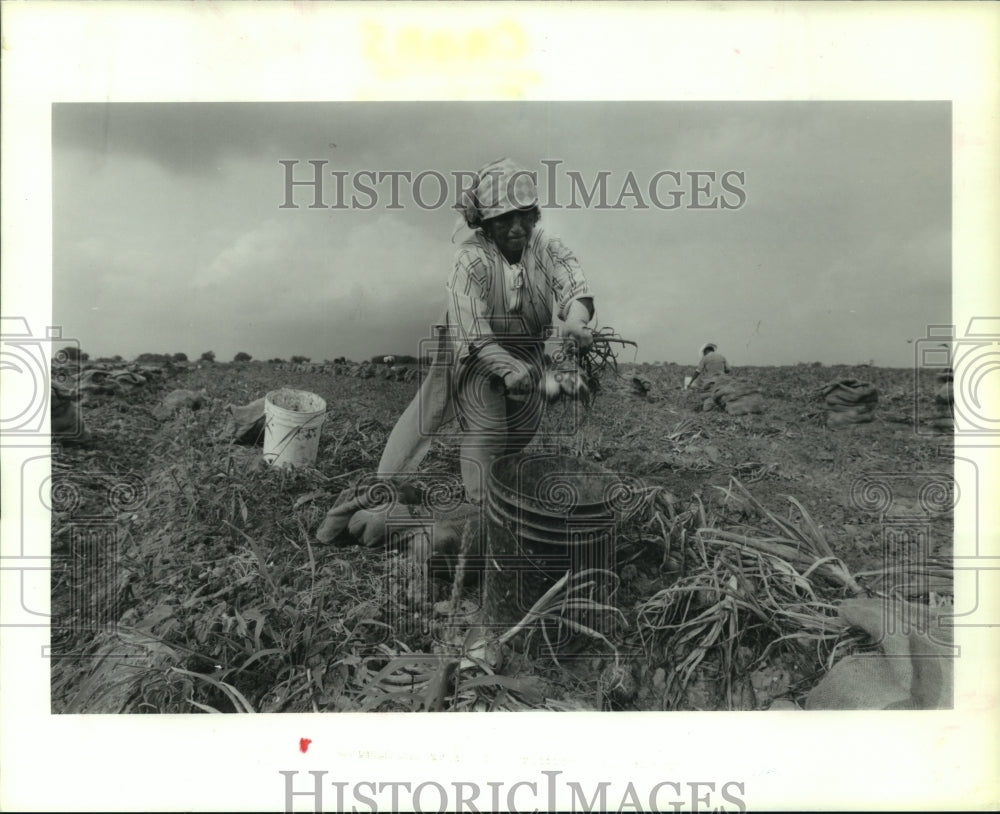 1991 Press Photo Eugenia Carrizales harvests onions in San Juan, Texas field - Historic Images