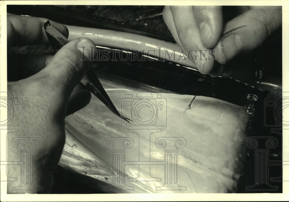 1986 Press Photo Researcher removes squid nerve cell - Woods Hole Marine Lab, MA - Historic Images