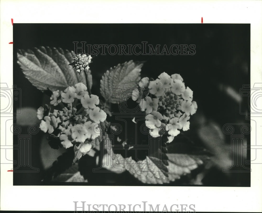 1985 Press Photo Common Iantana, Lantana Camara, an Alien Plant Thrives in Texas - Historic Images