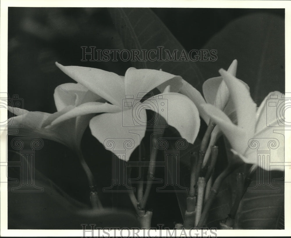 1986 Press Photo &quot;Courted Pink&quot;, a Type of Plumeria Blooming - hca49365 - Historic Images