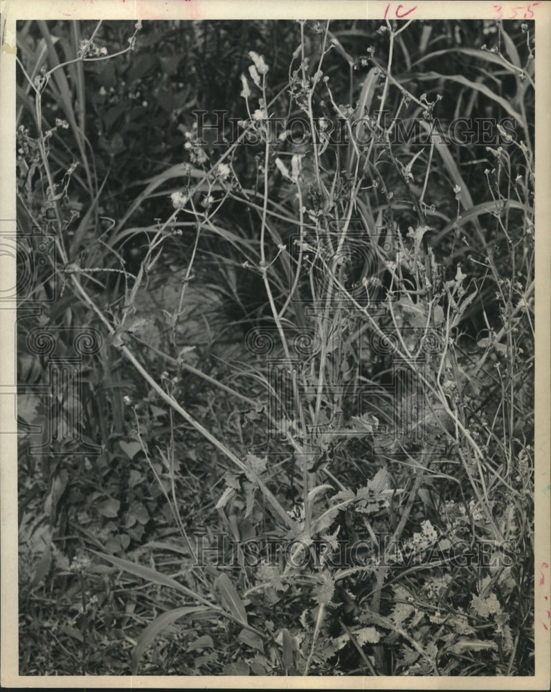 1973 Prickly Lettuce Plant, Ancestor of Store-Bought Lettuce - Historic Images