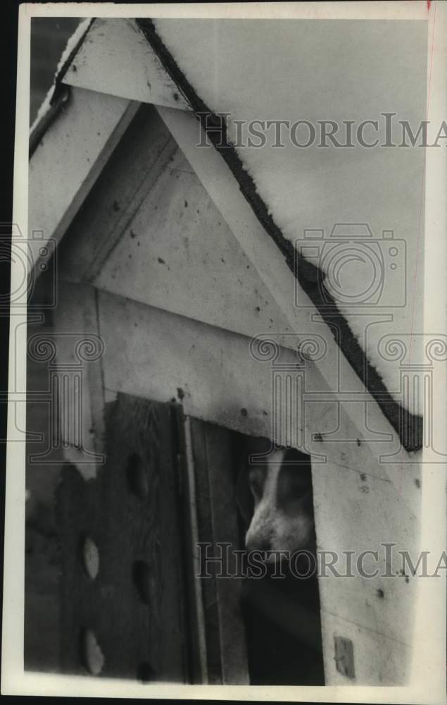 1968 Press Photo Dog in snow covered dog house in Texas - hca59686- Historic Images