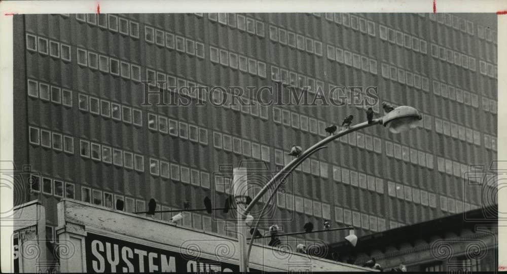 1963 Press Photo Pigeons perched on street light outside building in Houston- Historic Images