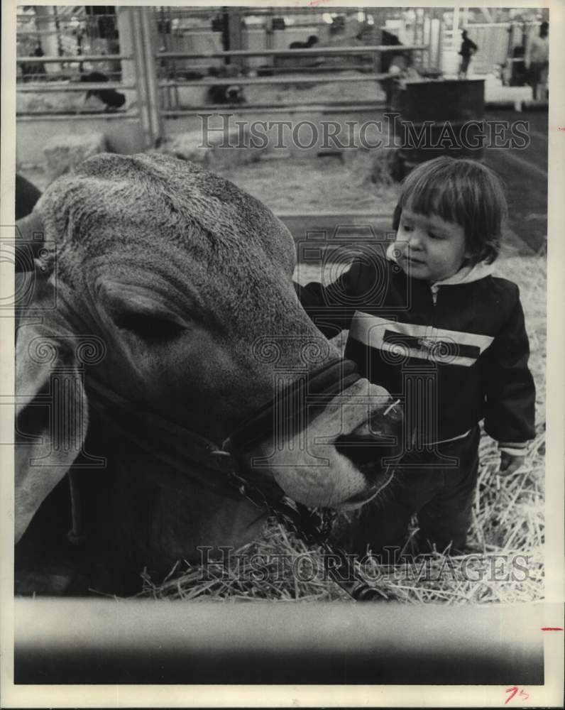 1968 Press Photo Stacy Barnes with steer, Houston Livestock Show and Rodeo- Historic Images