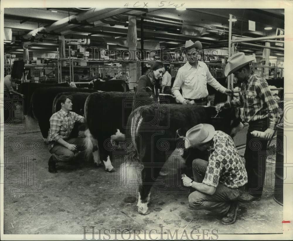 1968 Owners Groom Cattle Before Showtime, Houston Livestock Show - Historic Images