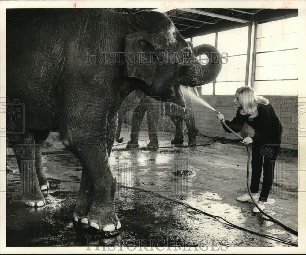 1967 Press Photo Irene Cristiani Washes Elephant at Circus in Houston, Texas - Historic Images