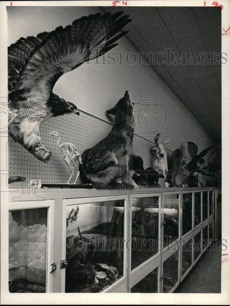 1966 Texas Wildlife Display in Zoological Hall-Historic Images