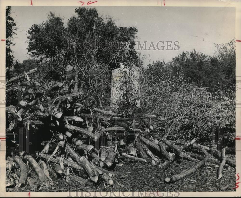 1962 Historical Marker on Galveston west beach hidden by overgrowth.-Historic Images