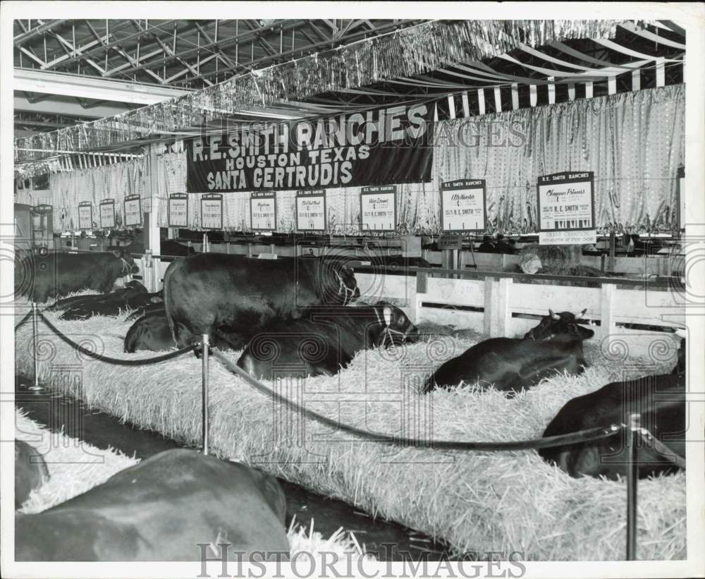 1959 Press Photo R.E. Smith&#39;s Santa Gertrudis cattle at exhibit in Houston, TX- Historic Images