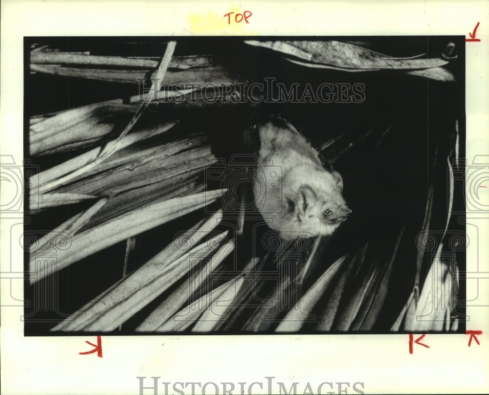 1989 Southern yellow bat roosting in a dry palm frond. - Historic Images