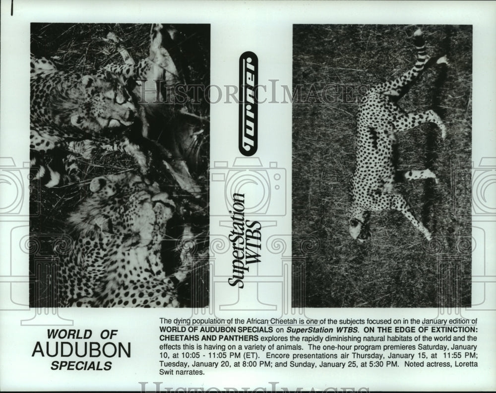 1987 Press Photo African Cheetah is focused on World Of Audubon Specials.- Historic Images