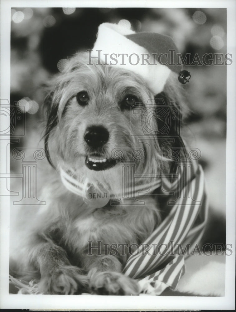 1978 Press Photo Dog star in &quot;Benji&#39;s Very Own Christmas Story&quot; holiday special- Historic Images