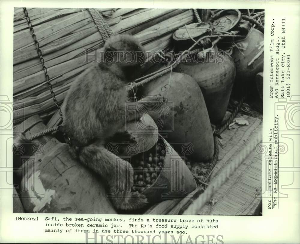 Press Photo Safi, the sea-going monkey finds nuts - &quot;The Ra Expeditions&quot; - Historic Images