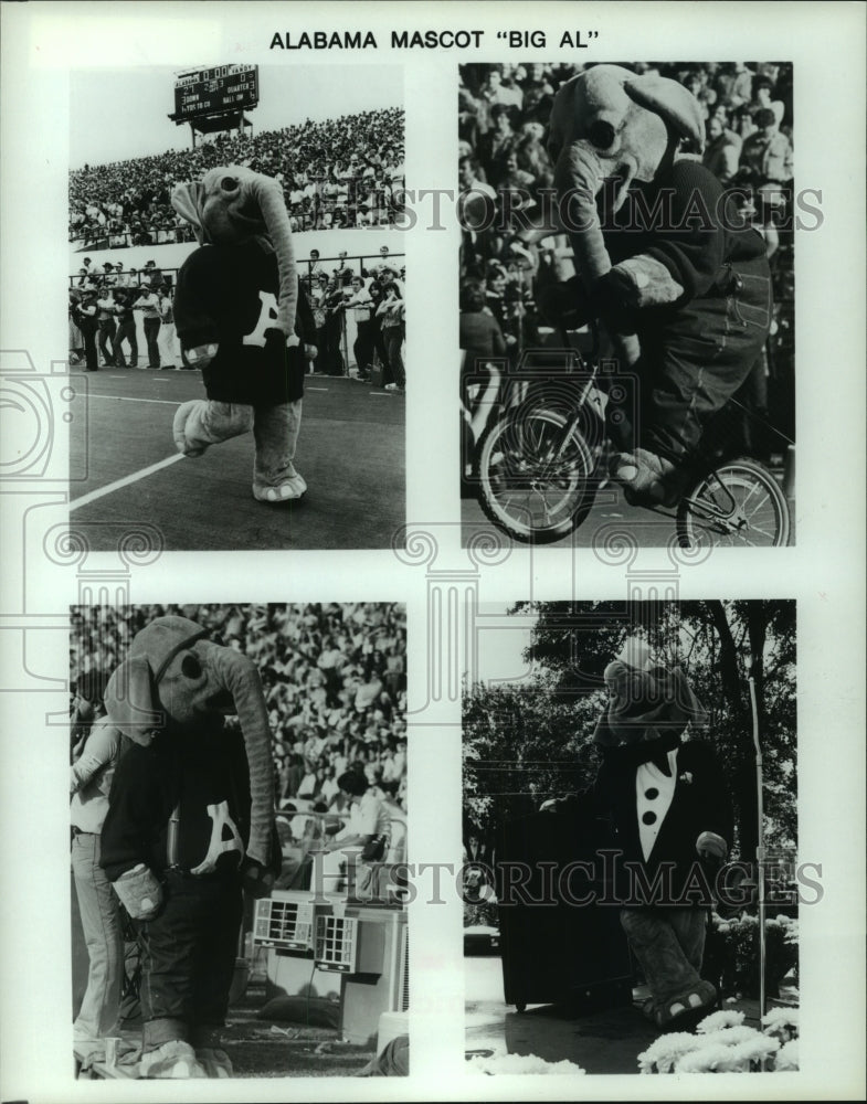 1983 Press Photo Photos of University of Alabama mascot &quot;Big Al&quot; - hcs03109 - Historic Images