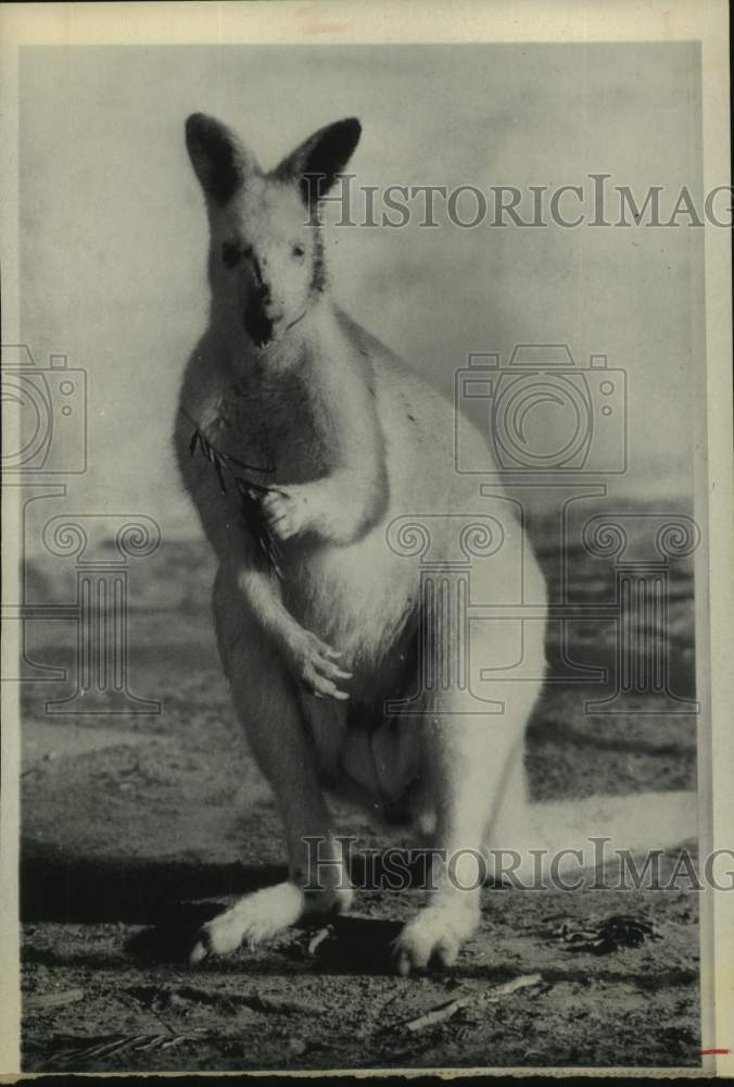 1971 An albino Wallaby in Brisbane, Australia sanctuary. - Historic Images