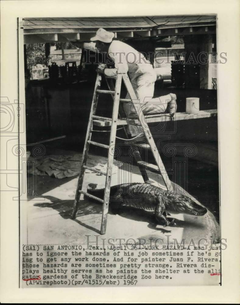 1967 Press Photo Juan Rivera paints alligator enclosure at zoo in San Antonio TX - Historic Images