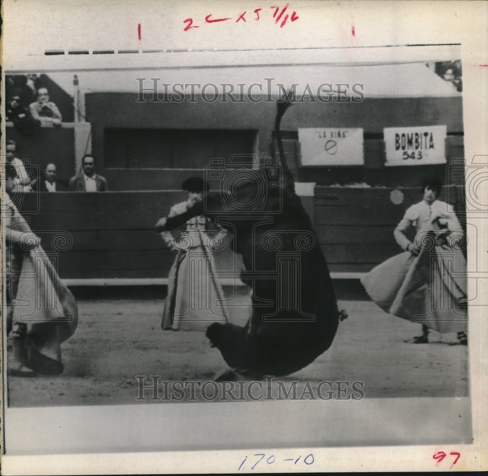 1970 Press Photo Bull flips during bullfighting at Plaza de Acho in Lima, Peru - Historic Images