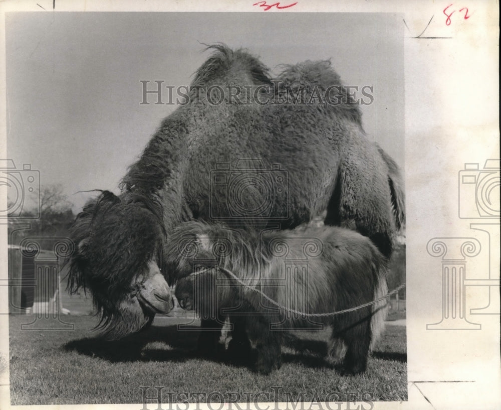 1967 Press Photo Shetland pony and the two-humped camel, Plymouth England Zoo-Historic Images