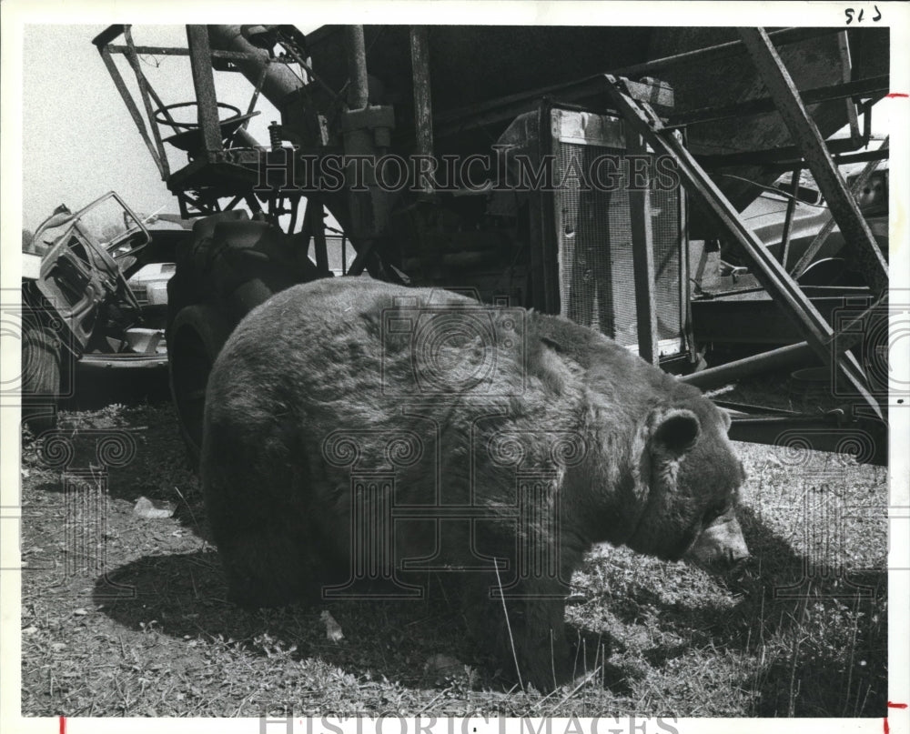 1983 Press Photo Large Bear among the machinery, Animals - hcx00328-Historic Images