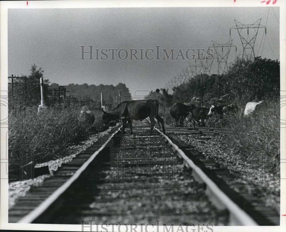 1978 Cattle Crossing The Railroad Tracks in Northwest Harris County. - Historic Images