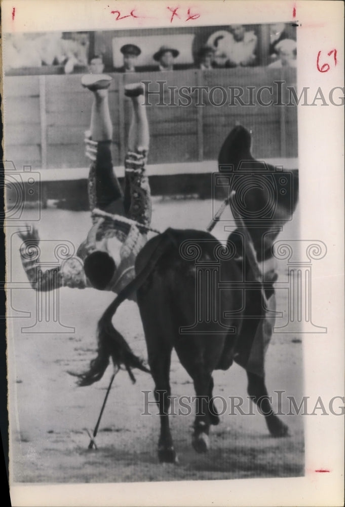 1963 Press Photo Man falls from bull in Bullfight - hcx00973-Historic Images