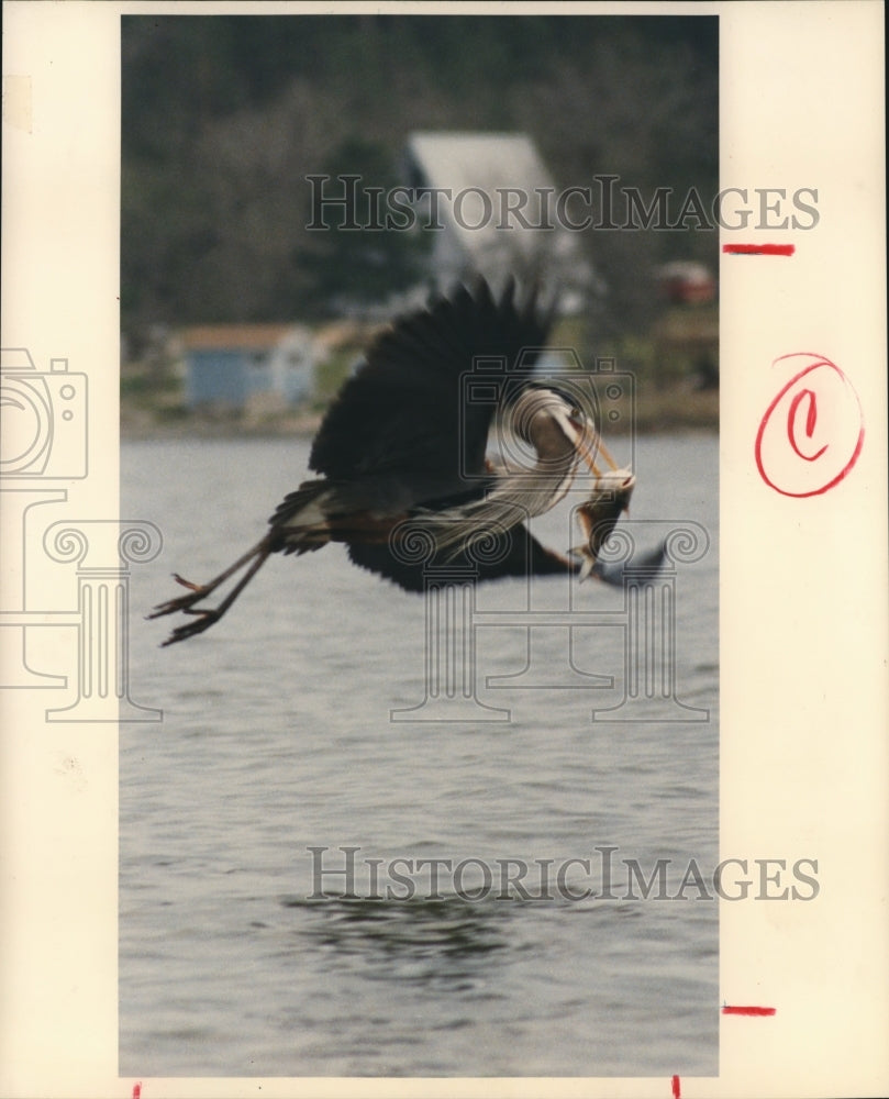 1989 Press Photo Great Blue Heron with fish, Texas - hcx01241-Historic Images