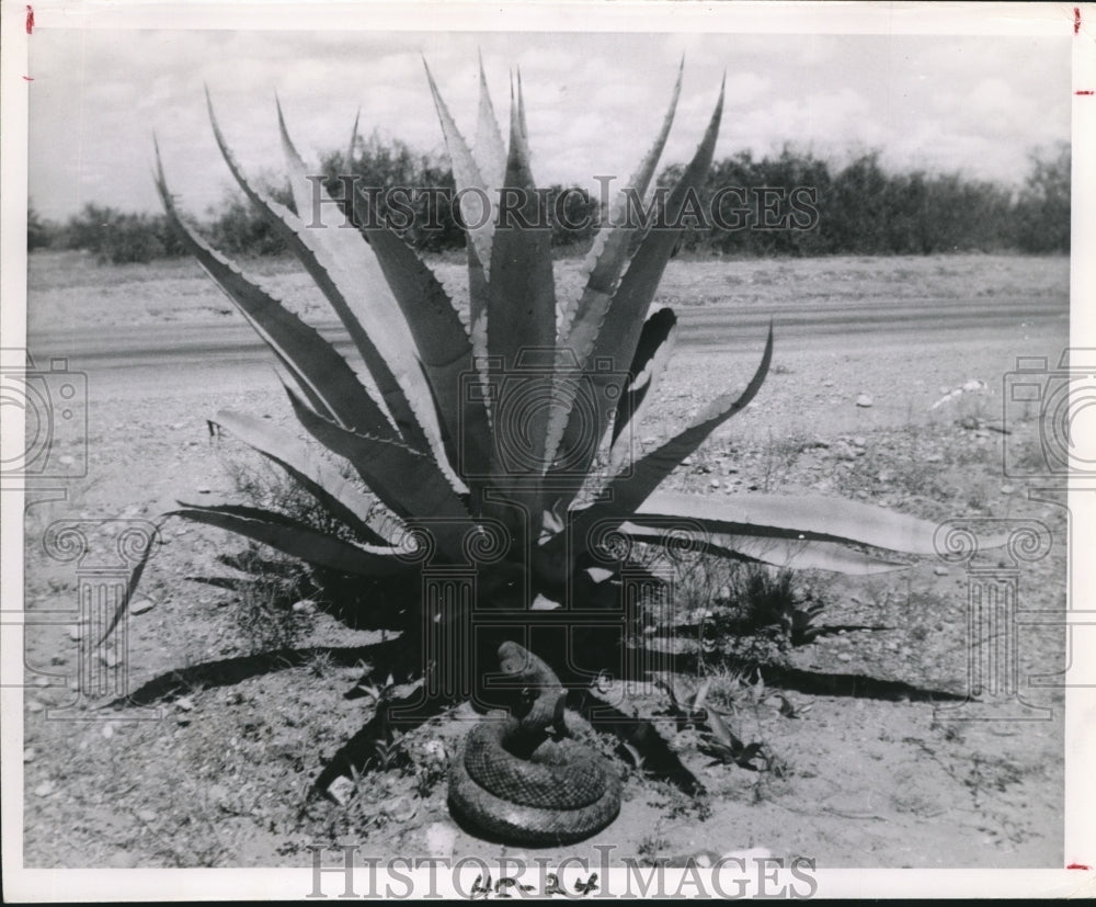 1959 Press Photo Snake Coiled Up Near Base of Cactus - hcx01425-Historic Images