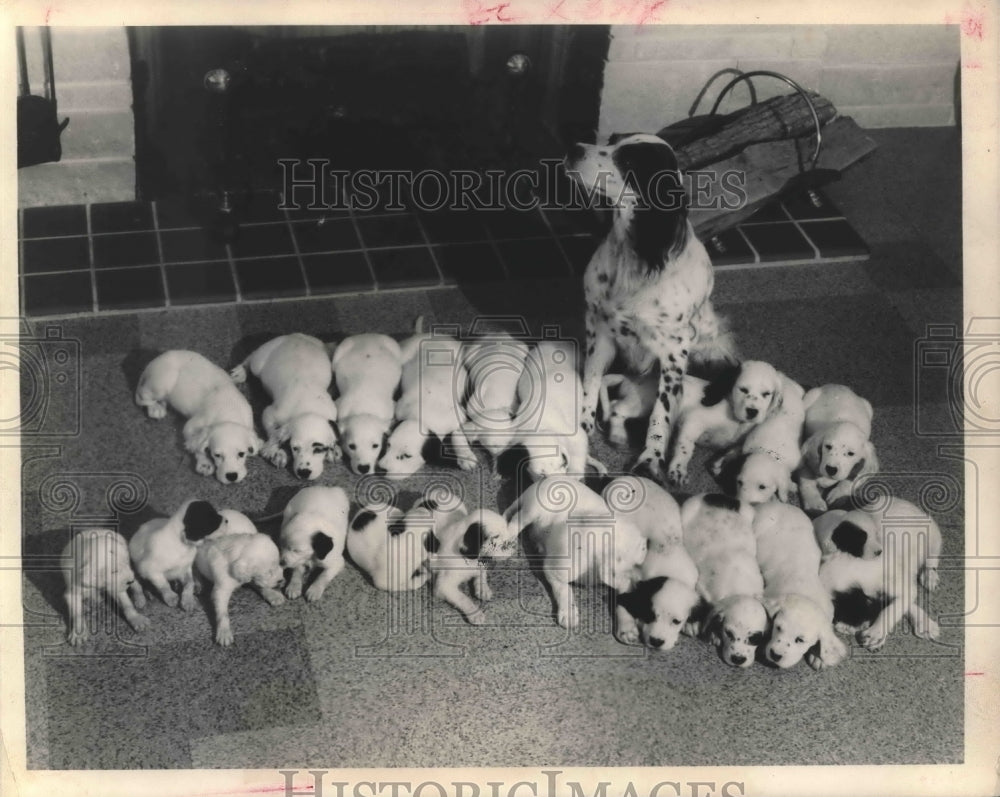 1963 Press Photo Her name is Purina&#39;s Missouri Queen, dog of Purina Pet Care-Historic Images