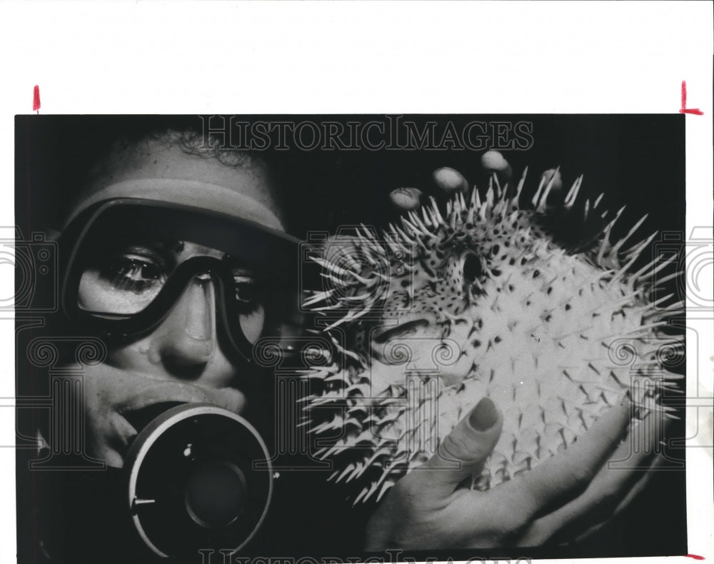 1988 Press Photo Underwater diver holding puffer fish - hcx01784- Historic Images