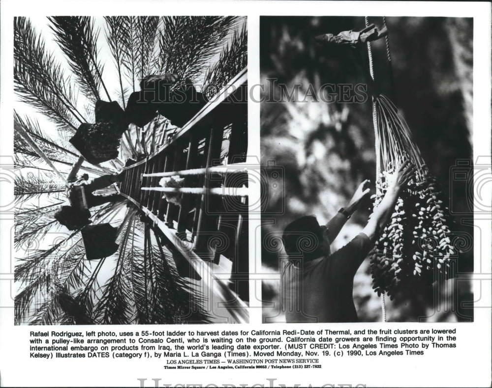 1990 Using a ladder to harvest dates, fruit cluster are lowered - Historic Images